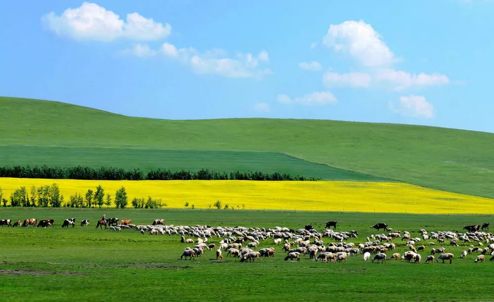 内蒙古草原上的温馨时光,探寻日常故事中的温情与美好
