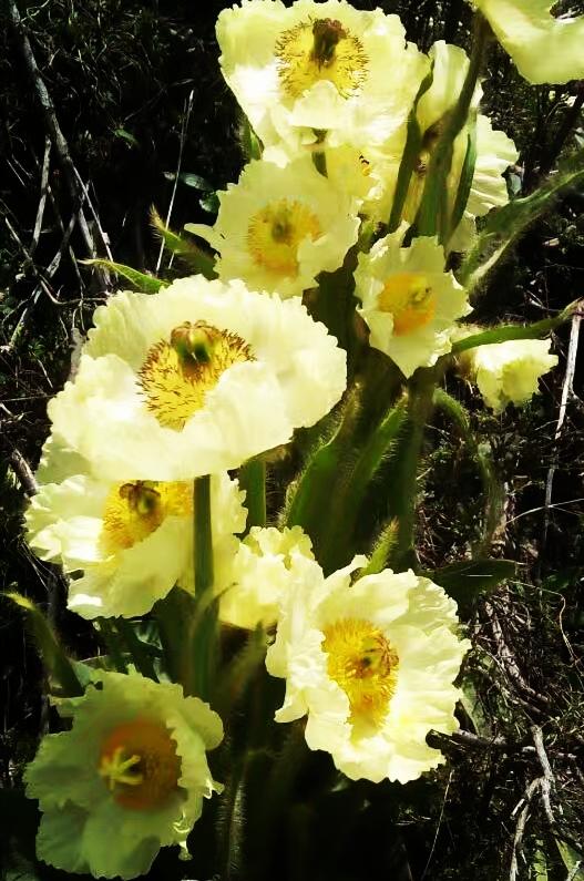 青海盛会,领导亲临,同胞共聚