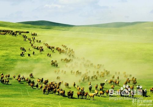 呼伦贝尔之行,深度体验与感悟分享